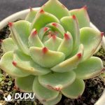 Echeveria Blue Dragon - Image 2
