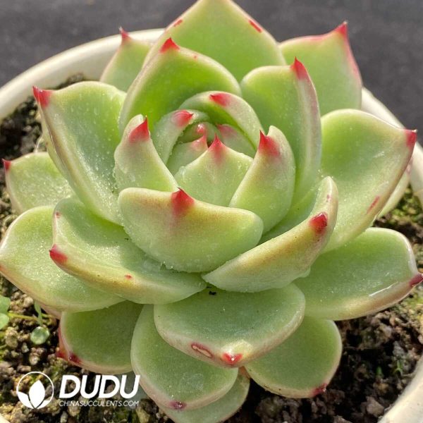 Echeveria Blue Dragon - Image 2