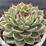 Echeveria Toscana - Image 2