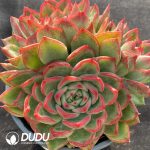 Echeveria Agavoides Floriana - Image 2