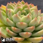 Echeveria Charm - Image 2