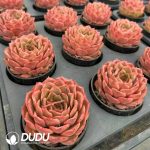 Echeveria Heartbeat - Image 2