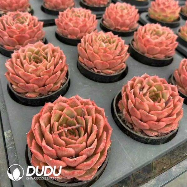 Echeveria Heartbeat - Image 2