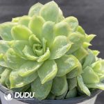 Echeveria Ice Variegated - Image 2