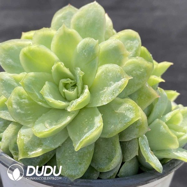Echeveria Ice Variegated - Image 2