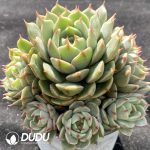 Echeveria Ben Badis - Image 2