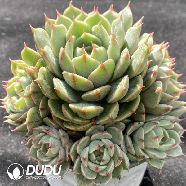 Echeveria Ben Badis - Image 2