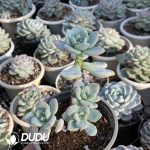 Echeveria Laui X Clavatum Clustering - Image 2