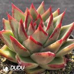 Echeveria Ebony - Image 2