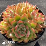 Echeveria Floriana Clustering - Image 2