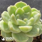Echeveria Green Grape - Image 2
