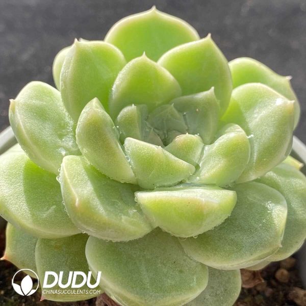 Echeveria Green Grape - Image 2