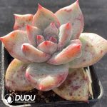 Echeveria Polar Bear - Image 2
