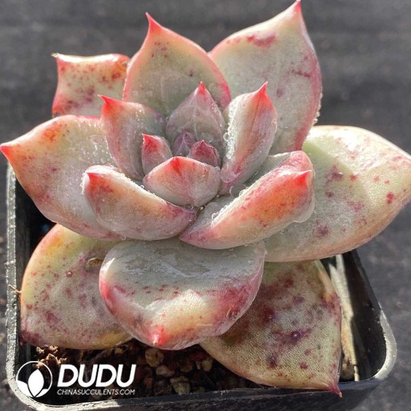 Echeveria Polar Bear - Image 2