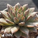 Echeveria Dark Pattern Clustering - Image 2