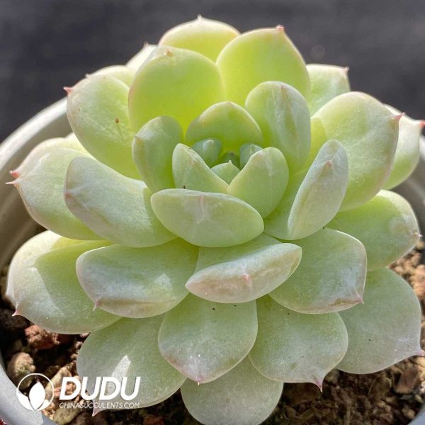 Echeveria Qingxin Jenny - Image 2