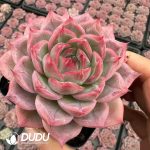 Echeveria Potala Palace - Image 2