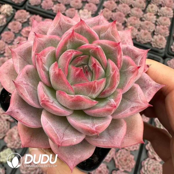 Echeveria Potala Palace - Image 2