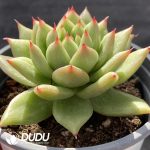 Echeveria Maria - Image 2