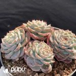 Echeveria Velvet Clustering - Image 2