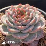 Echeveria Velvet - Image 2
