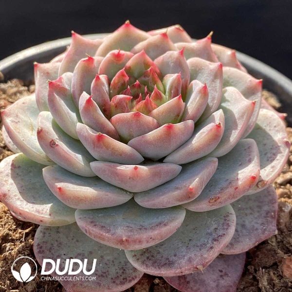 Echeveria Velvet - Image 2