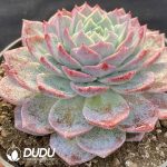 Echeveria Lonely Star - Image 2