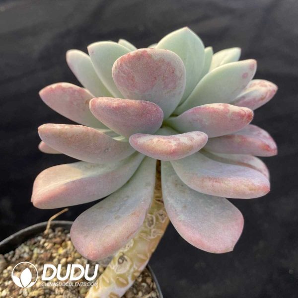 Echeveria Petal Dew - Image 2
