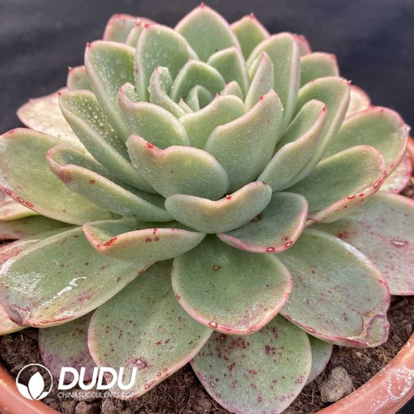 Echeveria Ice Rose - Image 2