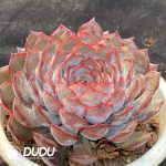 Echeveria Dark Ice - Image 2