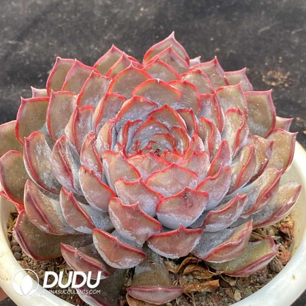 Echeveria Dark Ice - Image 2