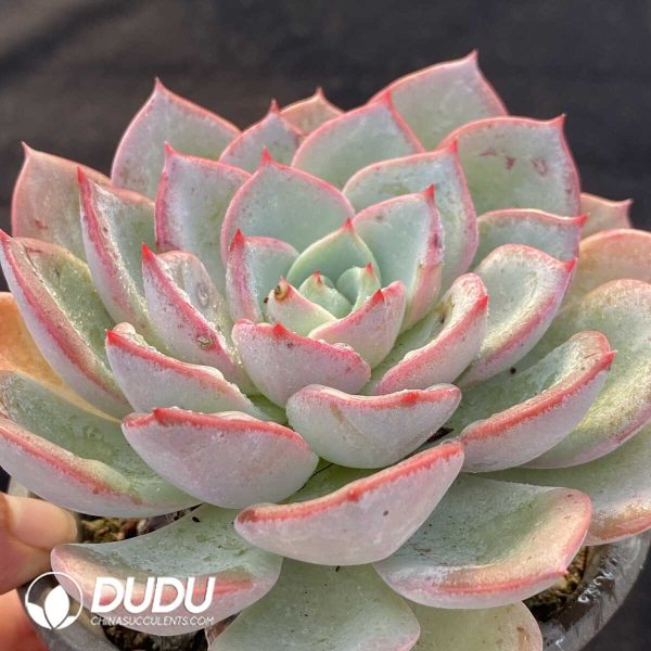 Echeveria Salmon - Image 2