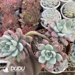 Echeveria Petal Dew Clustering - Image 2