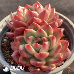 Echeveria TM Double Heads - Image 2