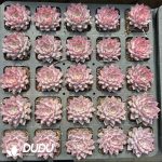 Echeveria Love Magic - Image 2