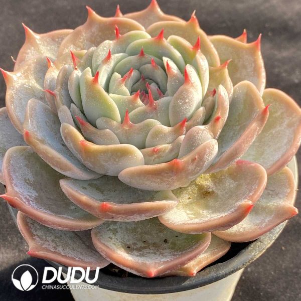 Echeveria Pikachu - Image 2