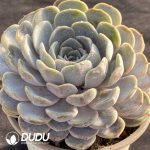 Echeveria Hamburger - Image 2