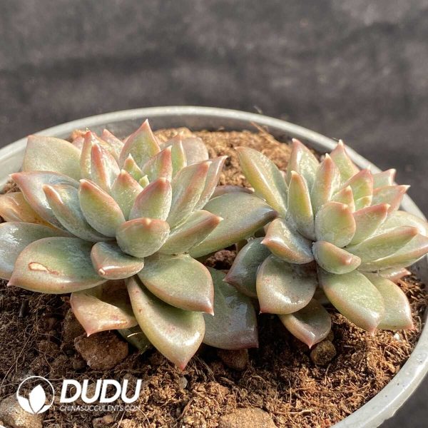 Echeveria Suttle Pattern Monster Double Heads - Image 2