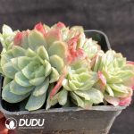Echeveria Rose Qeen Variegated Clustering - Image 2
