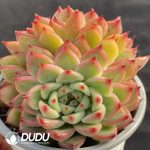 Echeveria Sun Star Double Heads - Image 2