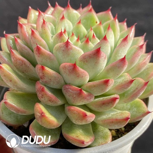 Echeveria Sun Satr - Image 2