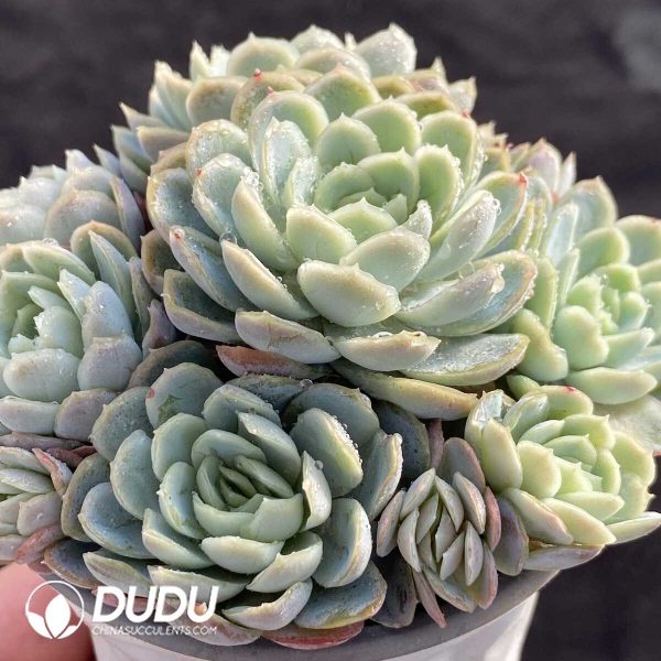 Echeveria Berry Clustering - Image 2