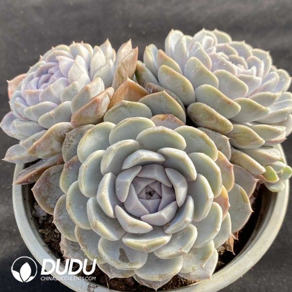 Echeveria Hambur Clustering - Image 2