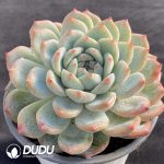 Echeveria Pink Dream - Image 2