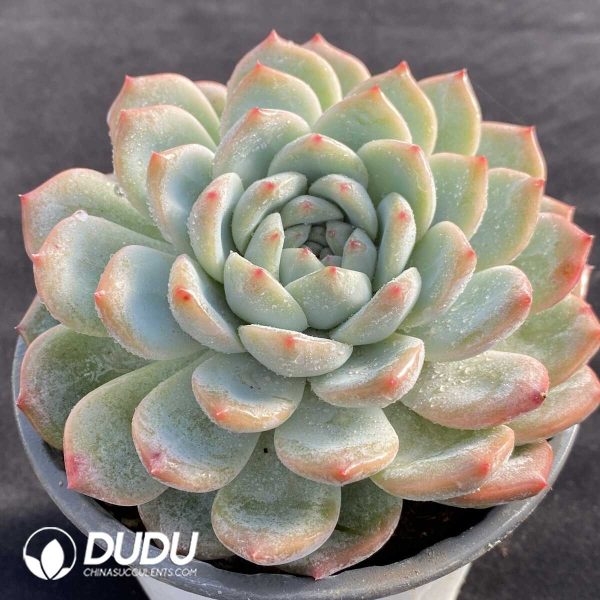 Echeveria Pink Dream - Image 2