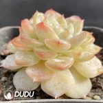 Echeveria Pink Dew - Image 2