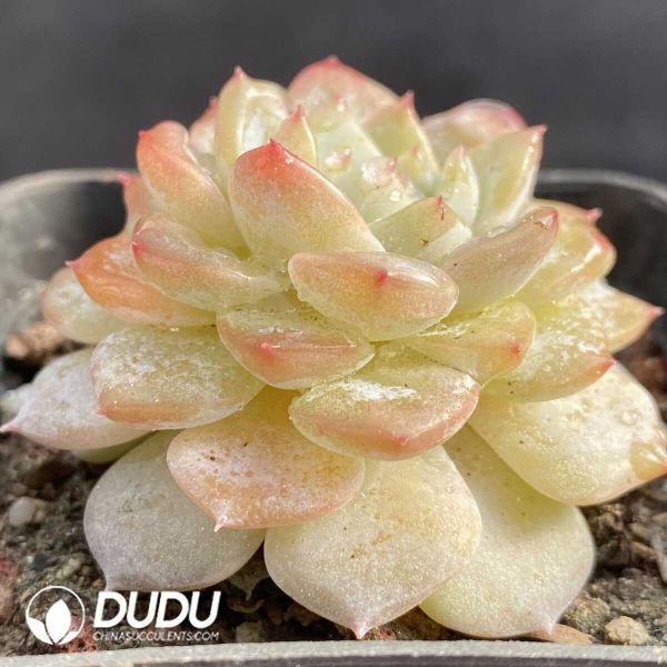 Echeveria Pink Dew - Image 2