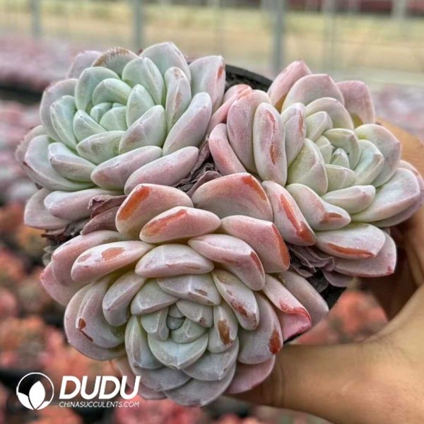 Echeveria Green Heart Ice Jade Cluster - Image 2