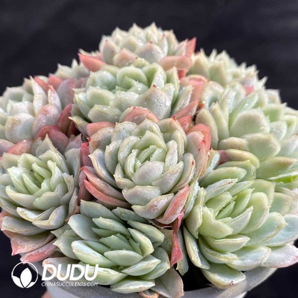 Echeveria Berry Clustering – Dudu Wholesale Rare Live Succulents Plants ...