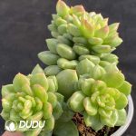 Echeveria Apple blossom clustering - Image 2